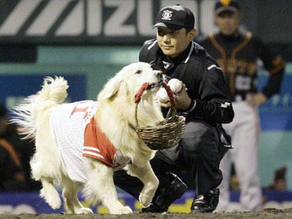 ベースボール犬のミッキー逝く…半旗で哀悼の意