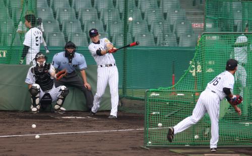 阪神・西岡　Ｖ諦めん！右肩もう大丈夫、右打席でも先発ＧＯサイン