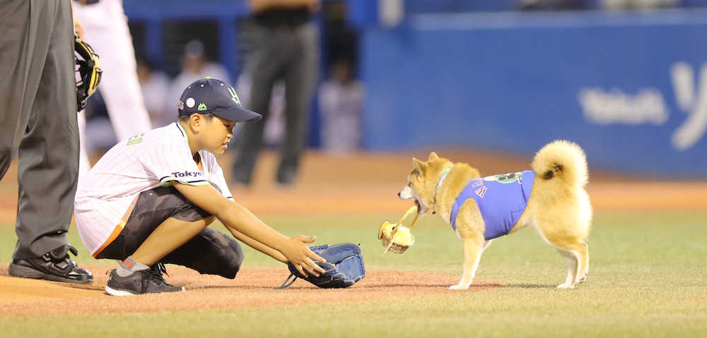１０年目、通算５０回に…ベースボール犬「わさび」始球式のセレモニーに登場