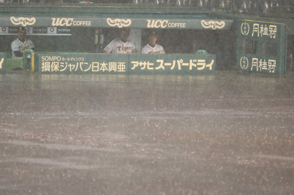 阪神には「恵みの雨」　金本監督「流れも変えられるようにしたいね」