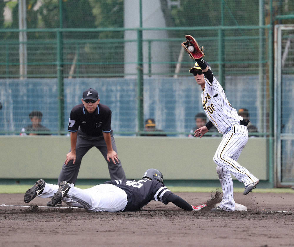阪神・上本、練習試合で生涯初の一塁　矢野監督ニヤリ「広がるね」