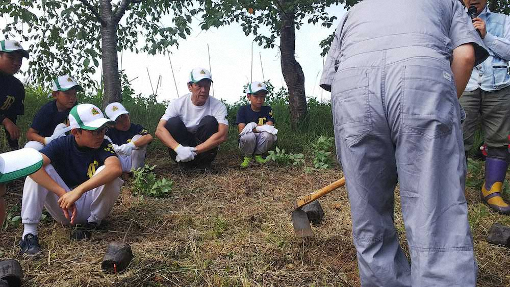日本ハム・栗山監督、少年たちとアオダモ植樹「次の世代のために」