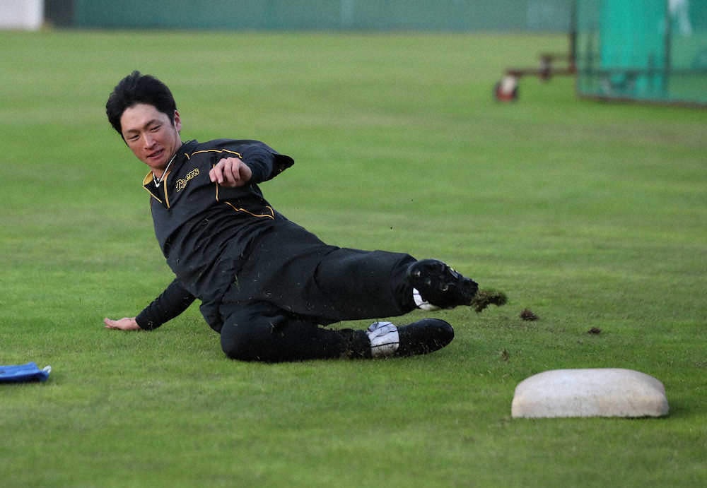 芝生の上でベースを蹴り飛ばすスライディング練習をおこなう近本（撮影・坂田　高浩）
