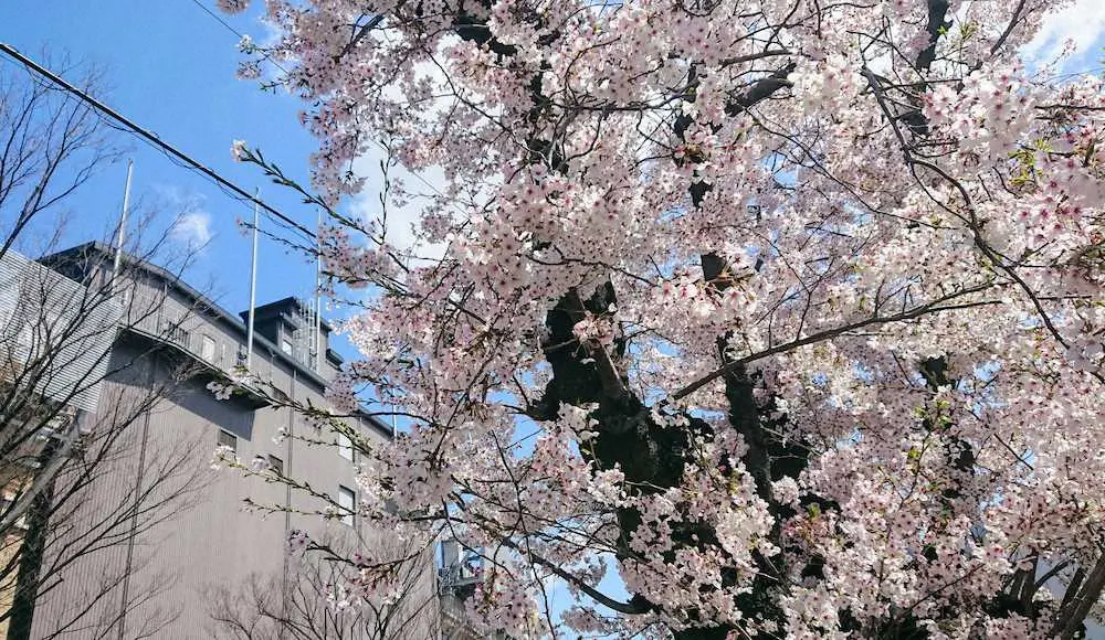 今季公式戦初戦を前に、甲子園球場周辺の桜は満開だった（4日午前11時25分撮影）