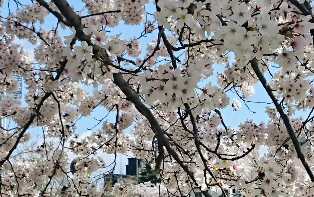 近くの月見里公園の桜越しに見た甲子園球場スコアボード（4日午前11時31分撮影）