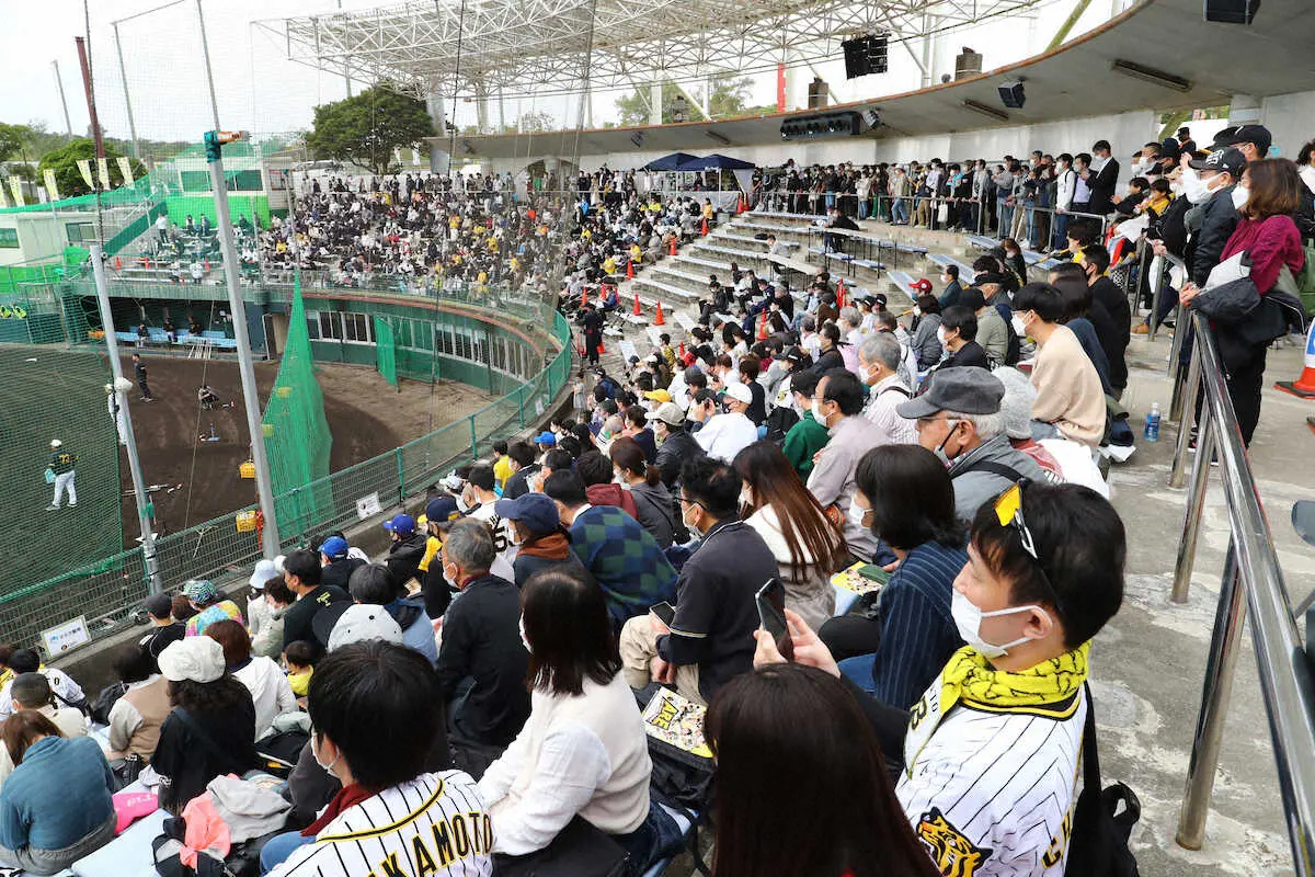 【虎番アレコレ】宜野座を彩った黄色や黒のユニホーム　本来の2月の姿が戻ってきた