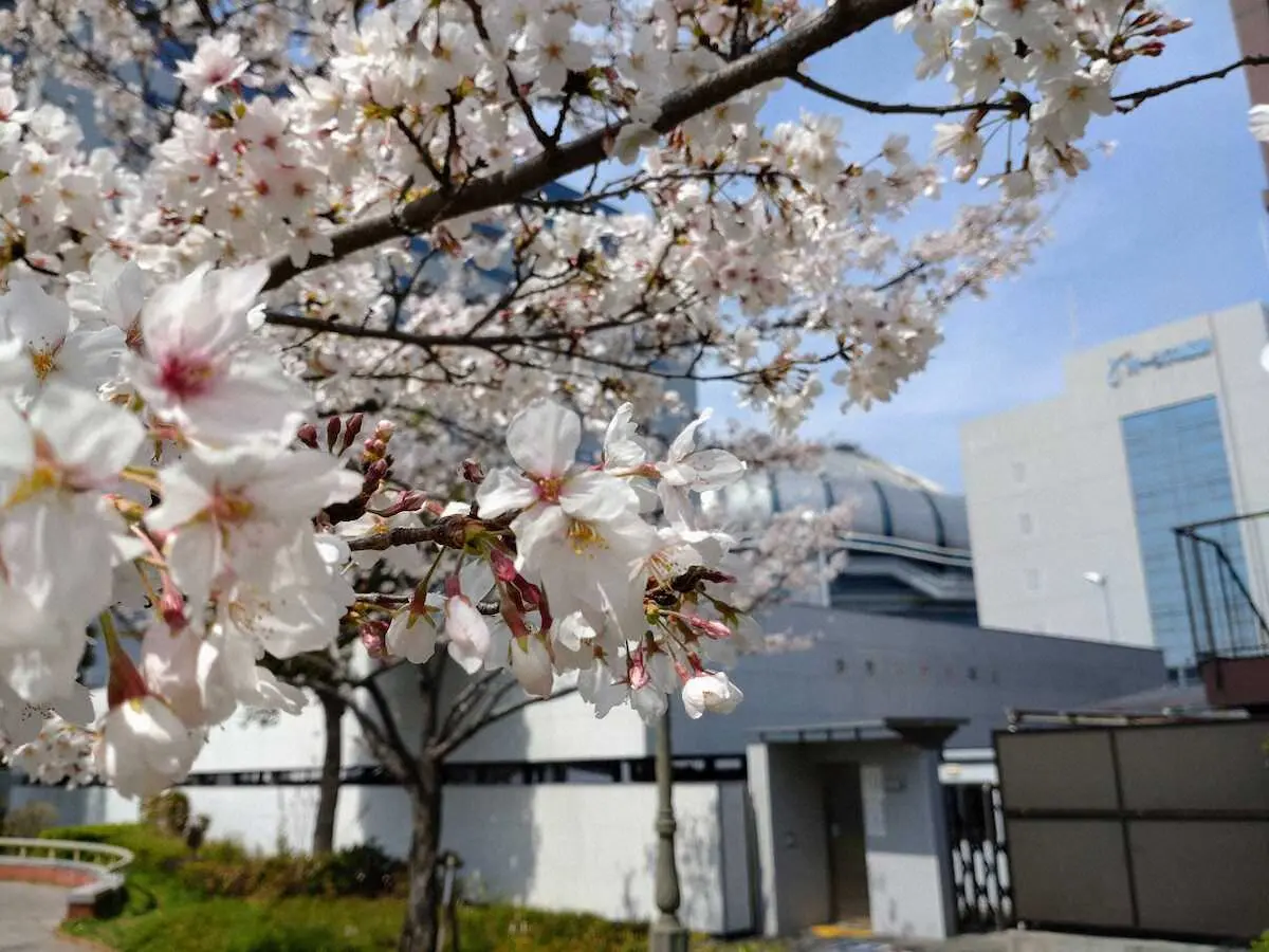 開幕を前に京セラドーム周辺では桜が見ごろを迎えていた（30日、大阪ドーム南公園）