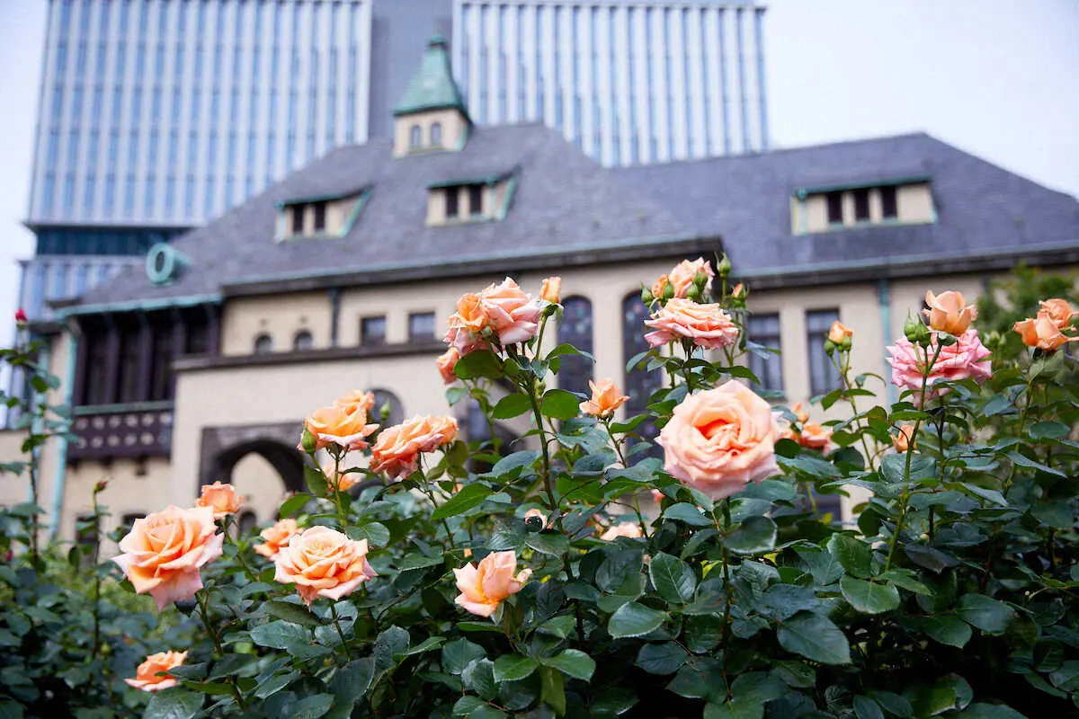 バラ90品種、600株　西武リアルティソリューションズが華やかに飾る「KIOI　ROSE　WEEK」