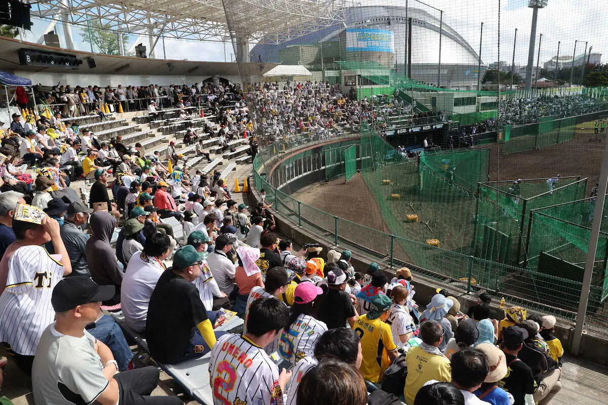 日本一・阪神キャンプ初の土曜日に今季初めて右翼外野席を開放　スタンドも活気いっぱい