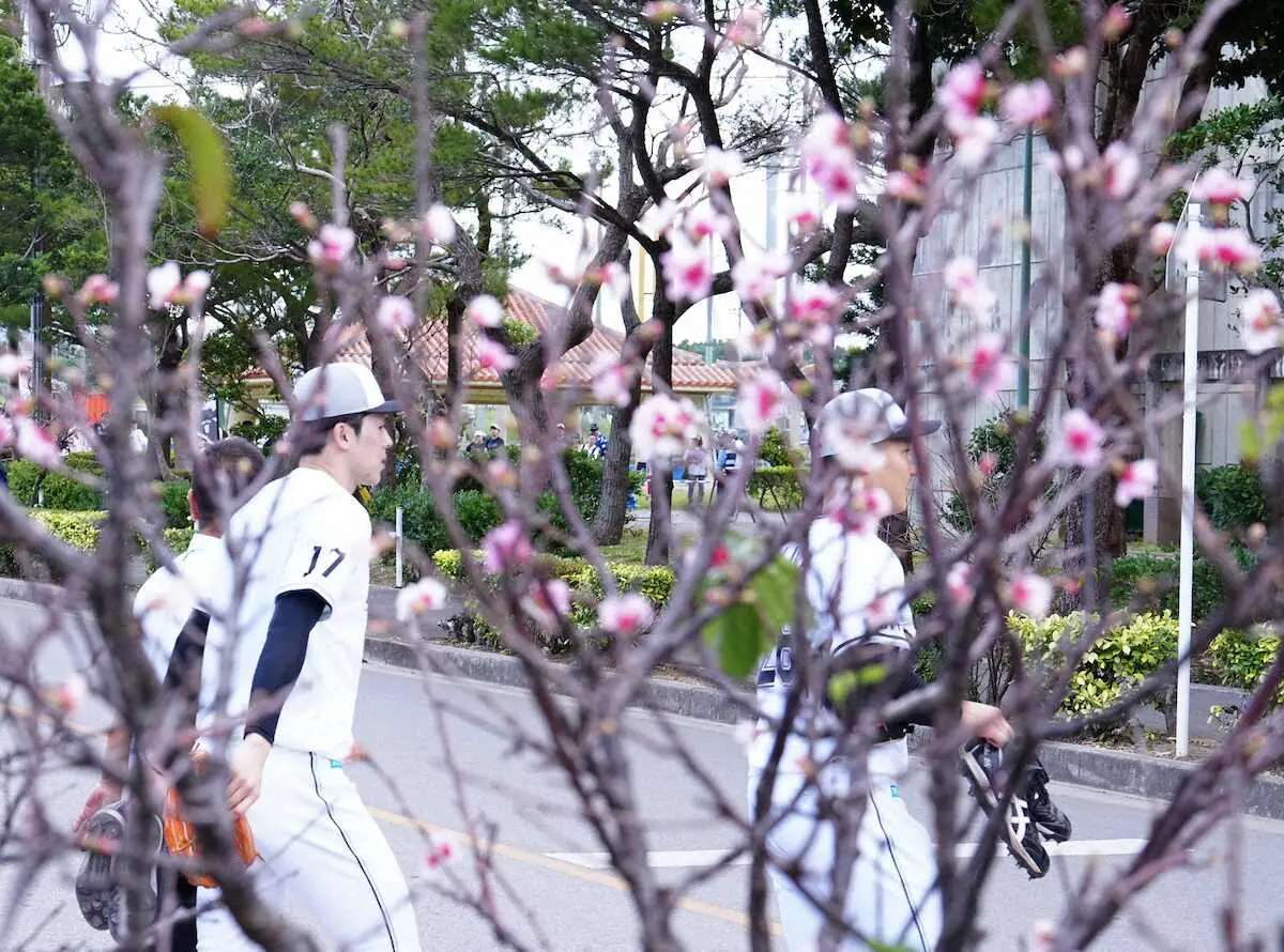7分咲きの桜の横を通り第2グラウンドに向かう佐々木朗（撮影・長久保　豊）