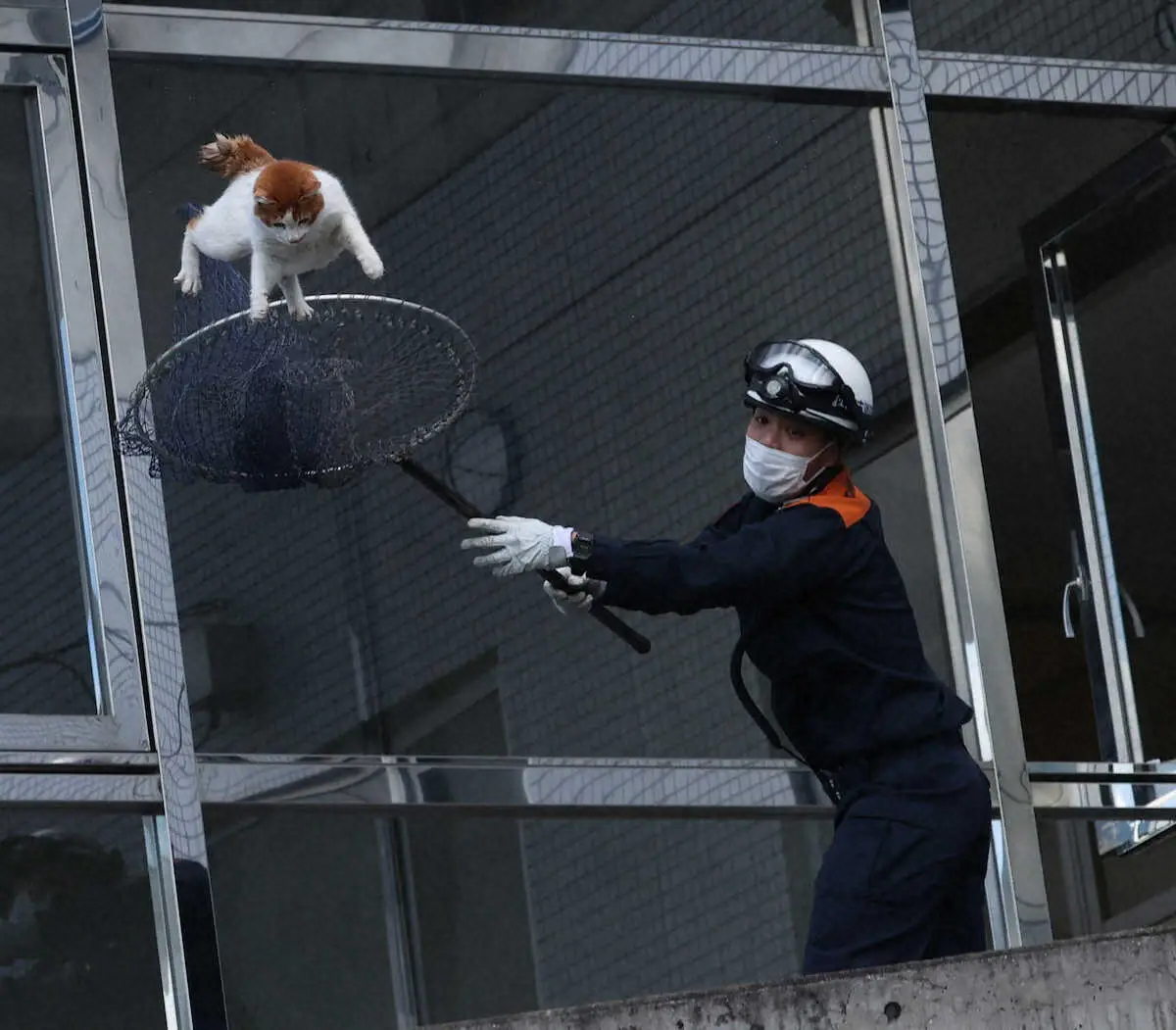 【画像・写真】【鳴尾浜事件簿】新庄正座に猫救出…“虎の穴”で珍事いろいろ