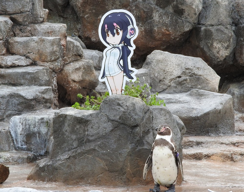 「けもフレ」で話題　東武動物公園の“恋する”ペンギン「グレープ君」天国へ