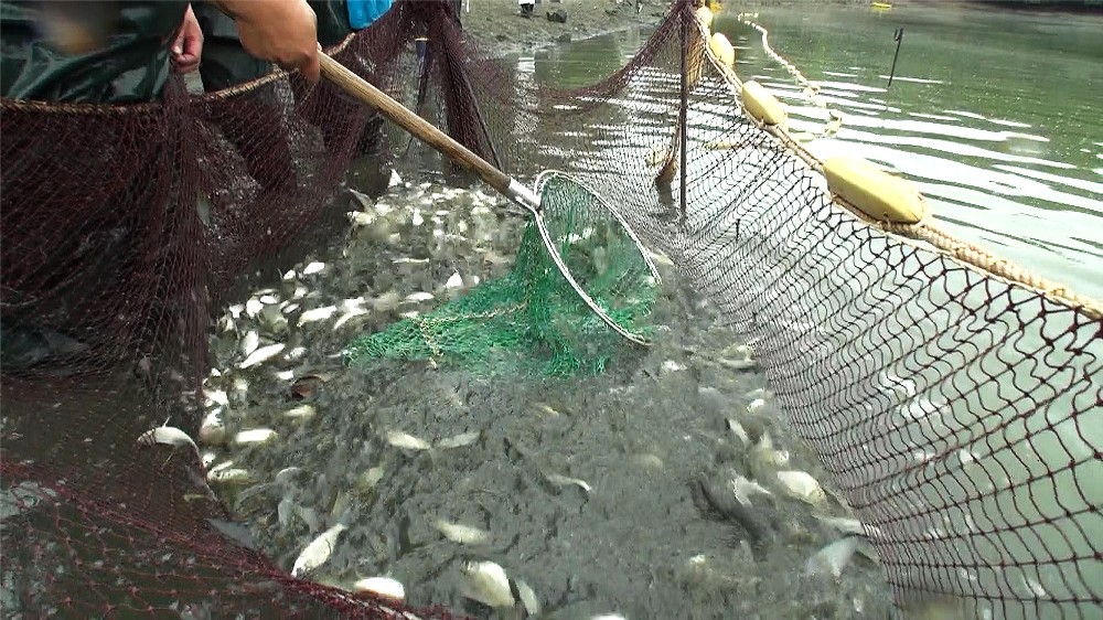 【画像・写真】テレ東「池の水ぜんぶ抜く」また大発見！今度はニホンイシガメ捕獲　絶滅寸前の希少生物