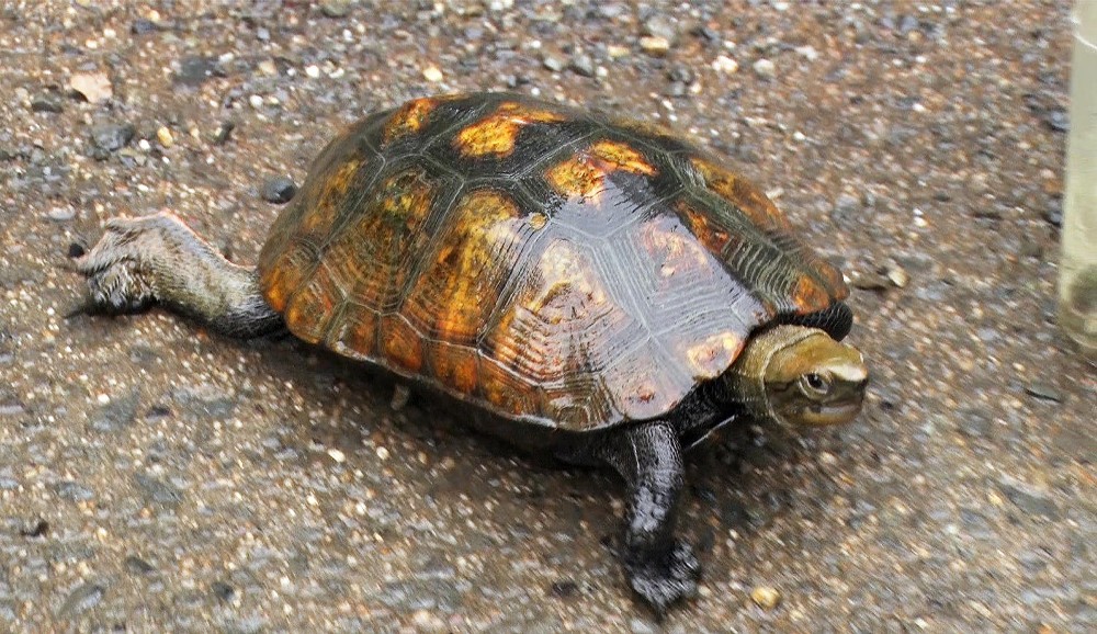 テレ東「池の水ぜんぶ抜く」また大発見！今度はニホンイシガメ捕獲　絶滅寸前の希少生物