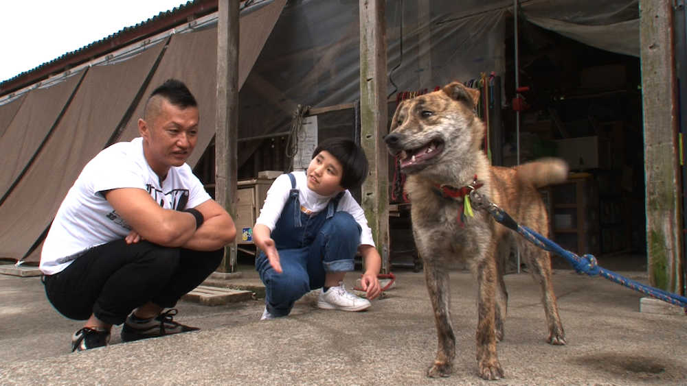 完熟フレッシュ　父娘で犬育てる、日テレ「志村どうぶつ園」企画