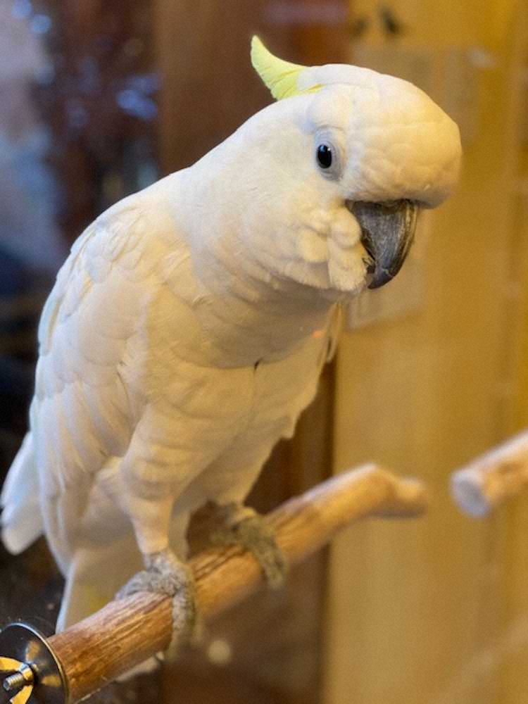 【画像・写真】太田夫妻がかわいがるアオメキバタンインコのキルゴアjr