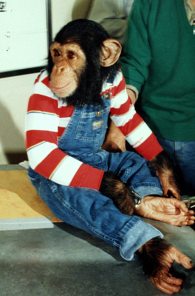 マイケル・ジャクソンさんのペット、チンパンジーの「バブルス」君
