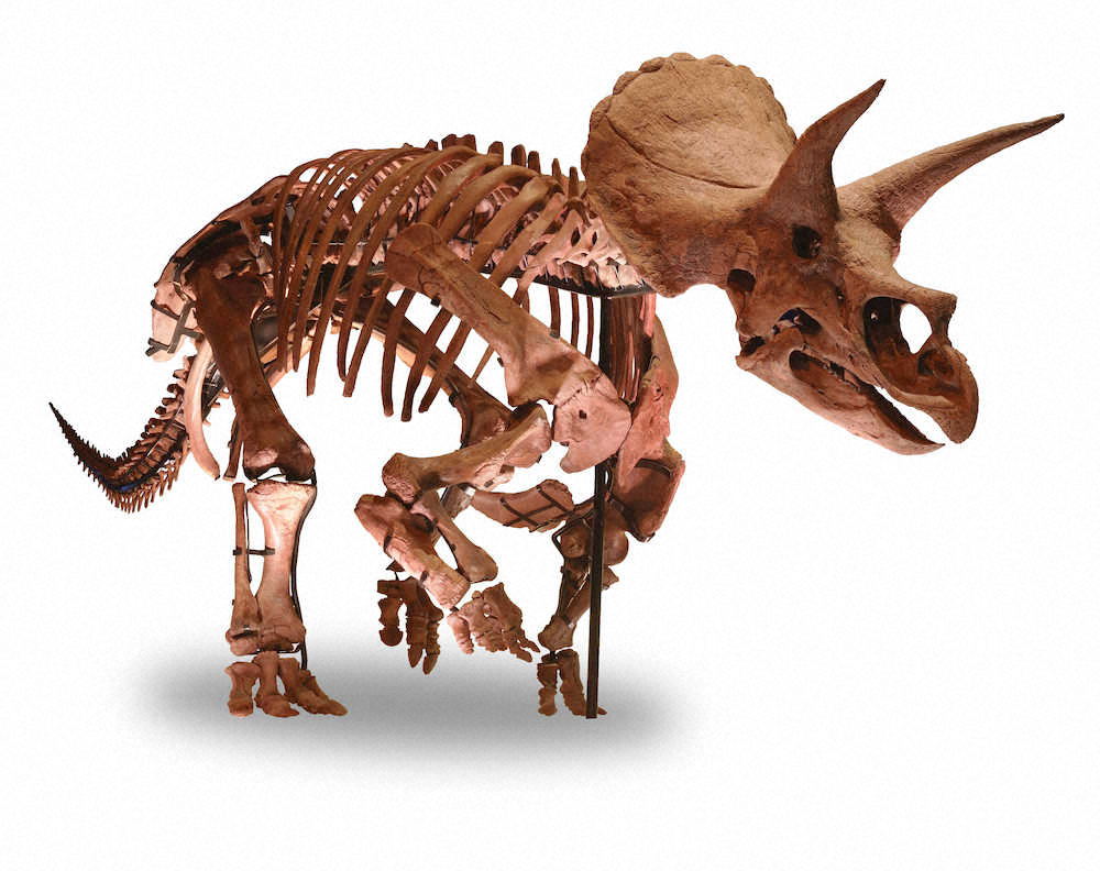 日本に初上陸するトリケラトプスの化石（ヒューストン自然科学博物館所蔵）