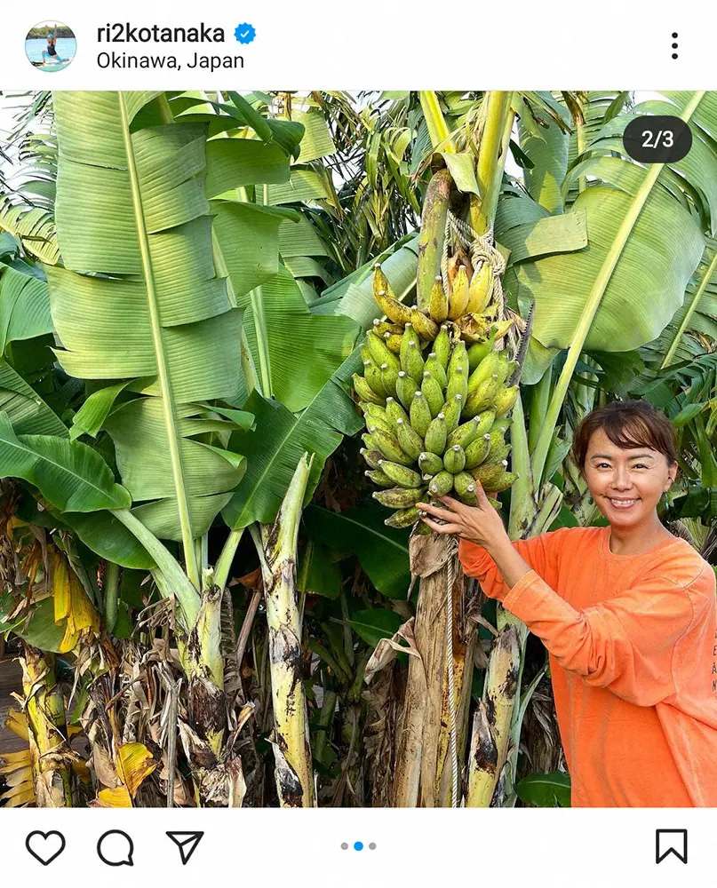 【画像・写真】田中律子　庭で育てているバナナ収穫「めちゃうまっ」　ファン「立派なバナナ」「最高な食べ方」の声