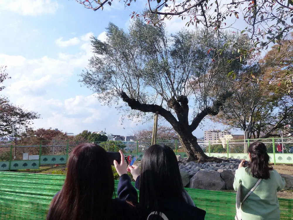 江戸川区公園に寄贈「ブイロクの木」にファン続々　グッズ手に記念撮影