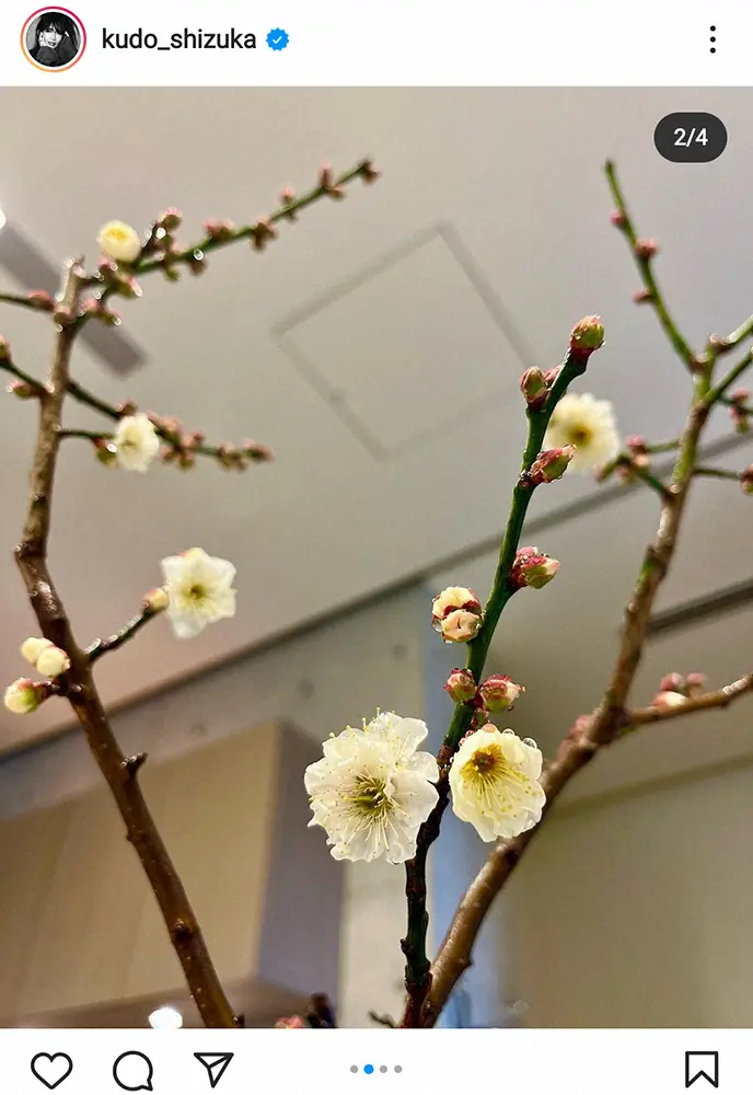 【画像・写真】工藤静香　14年間大切に育てた梅の花公開に「大事に育ててるから綺麗に」「愛情が伝わるのですね」