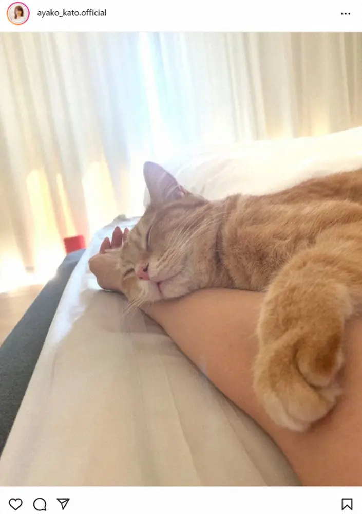 加藤綾子アナ　腕枕で眠る愛猫を公開　「安心して眠れるって本当に幸せで有り難いことですね」
