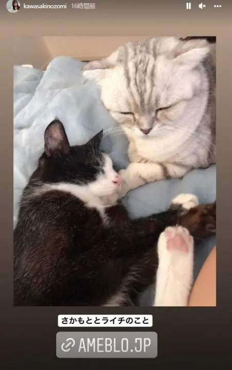 川崎希＆アレク　愛猫2匹相次いで亡くしていた　飼育方法に誹謗中傷受け「もうさすがに黙ってられない」