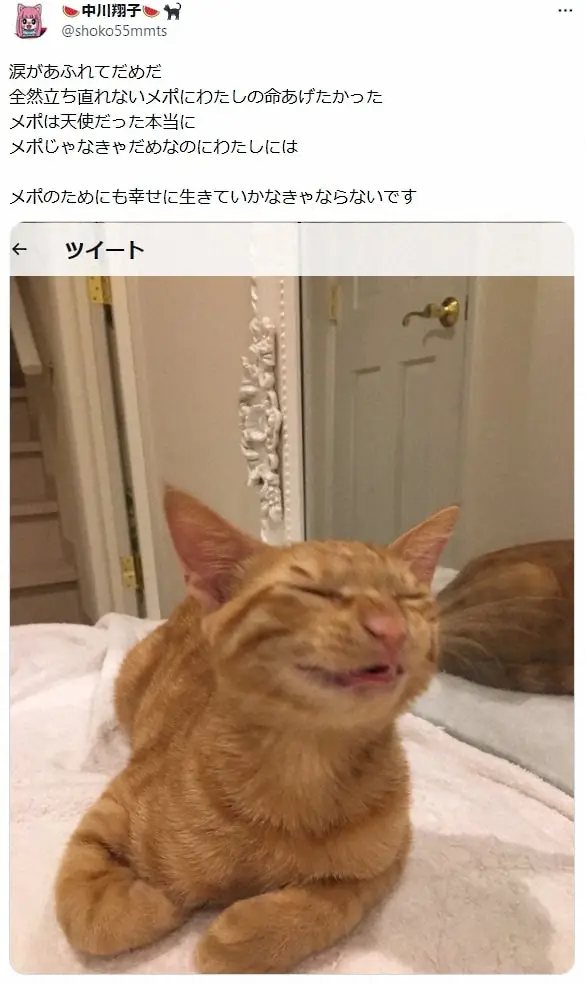 かけがえのない存在だった猫「メポ」（中川翔子の公式ツイッター＠shoko55mmtsから）