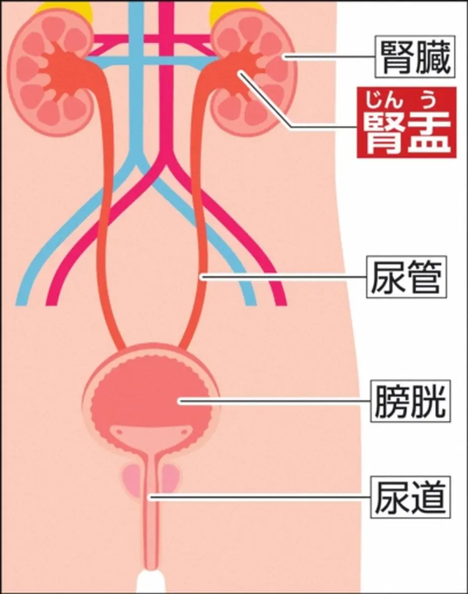 小倉智昭氏が診断された「腎盂がん」とは　血尿、脇腹部や下腹部の痛みも　確定診断が難しく…