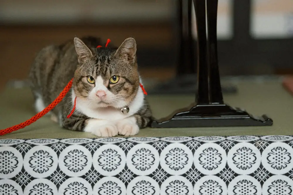 大河ドラマ「光る君へ」第6話。視聴者の癒やしの存在になっている猫の「小麻呂」（C）NHK