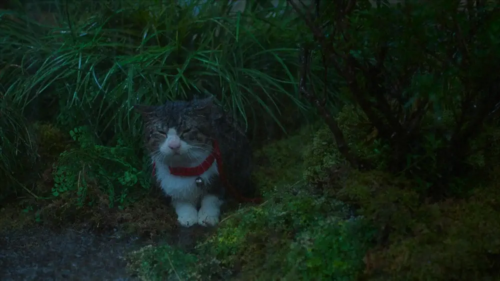 大河ドラマ「光る君へ」第7話。突然の雨に、源倫子の愛猫「小麻呂」は逃げ出してしまい…（C）NHK
