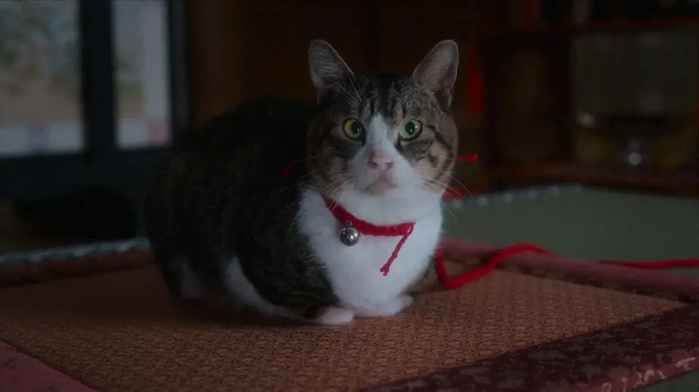 大河ドラマ「光る君へ」第7話。視聴者の癒やしの存在になっている猫の「小麻呂」（C）NHK