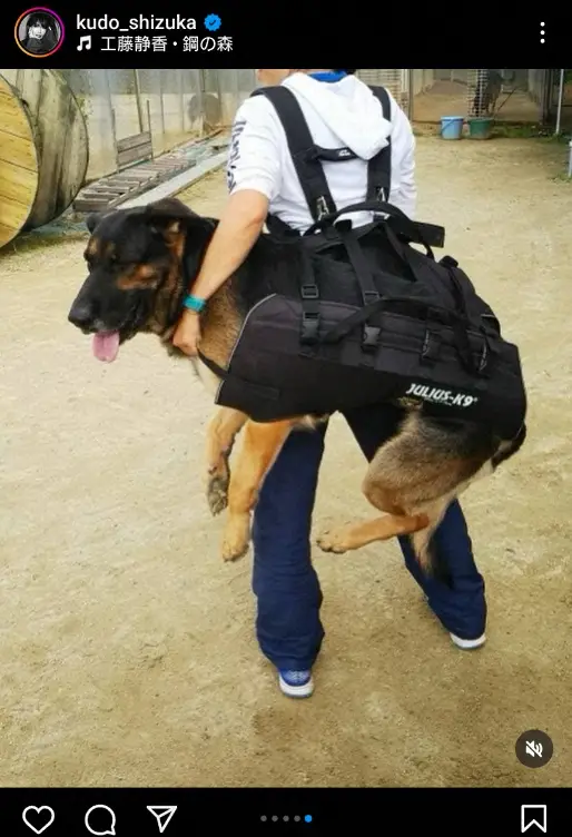 工藤静香　災害救助犬チームへの寄付品紹介に「実際に必要な物を伺って…とても素敵」「尊敬します」