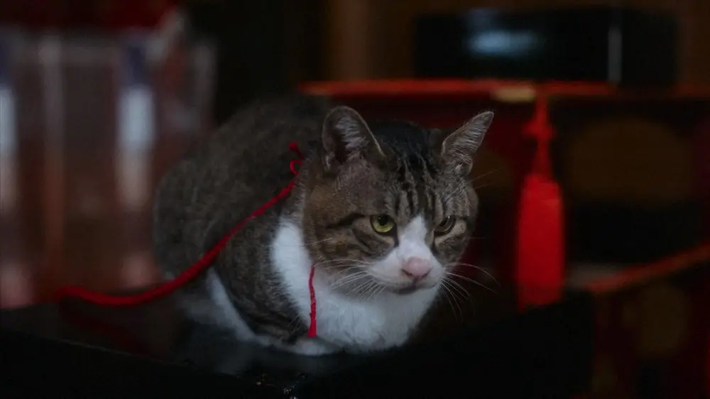 大河ドラマ「光る君へ」第9話。視聴者の癒やしの存在になっている猫の「小麻呂」（C）NHK
