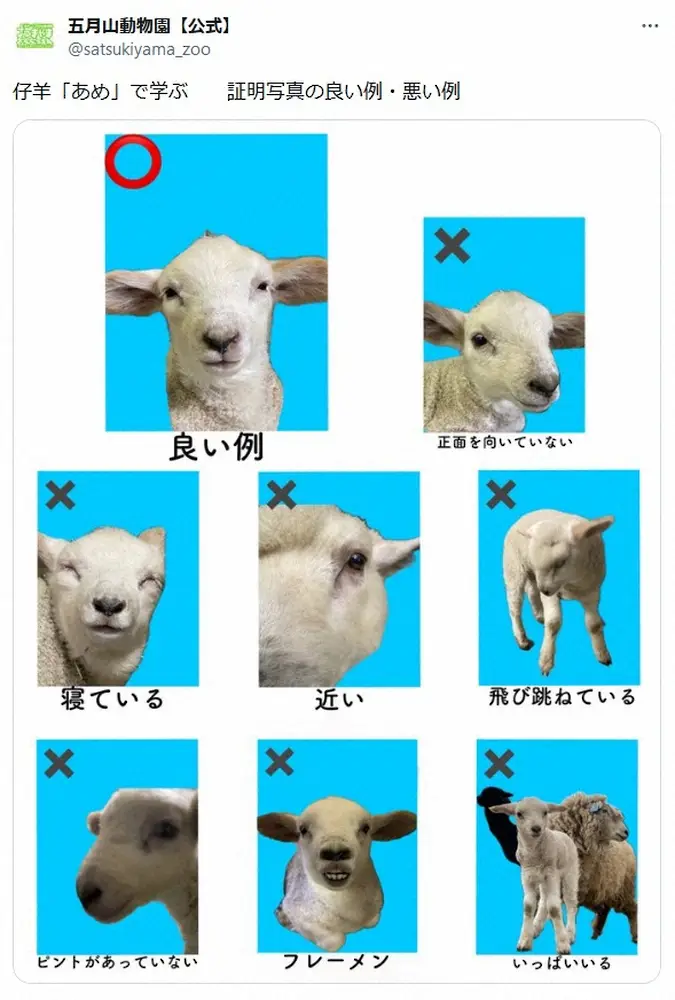 五月山動物園が投稿した子羊の“証明写真”が話題　「せっかくですので参考に」「めっちゃ笑いました」