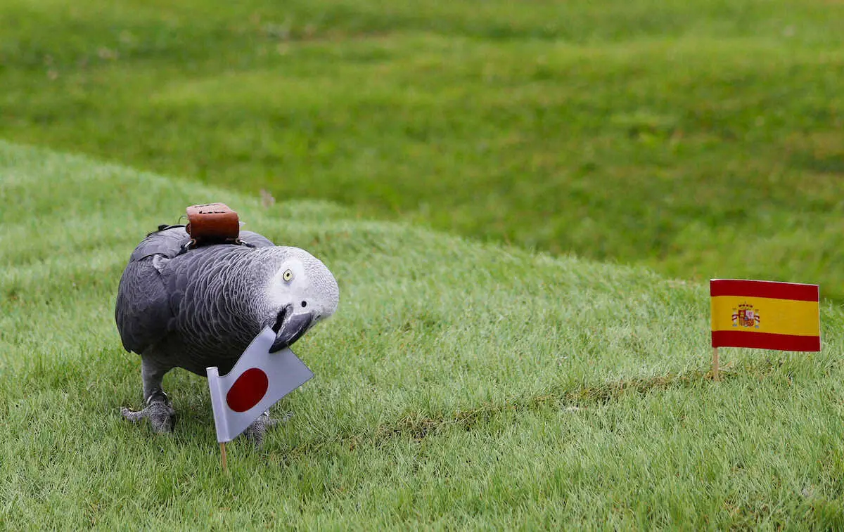 占いインコも日本勝利予想　パリ五輪サッカー男女日本代表の次戦をそれぞれ予想