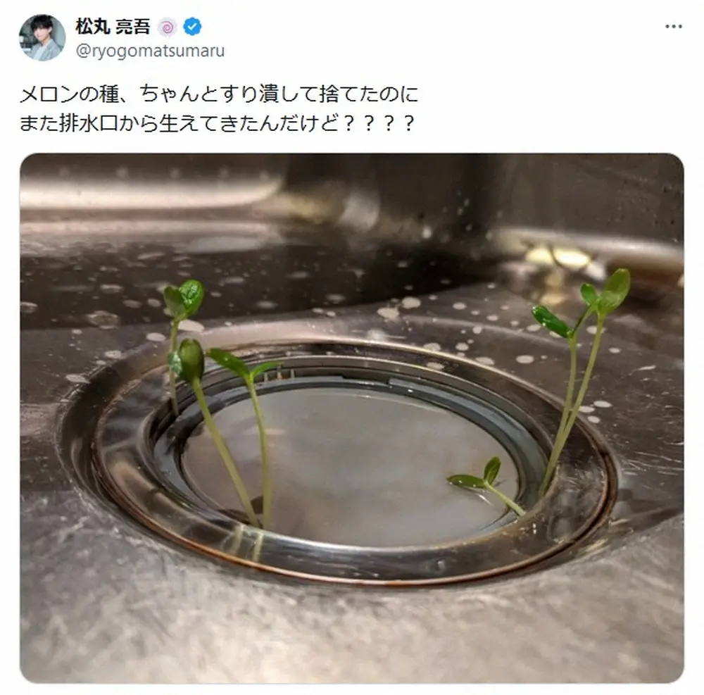 【画像・写真】松丸亮吾「また排水口から生えてきたんだけど」衝撃の光景に「流石に草生えた」「才能があるのでは」の声