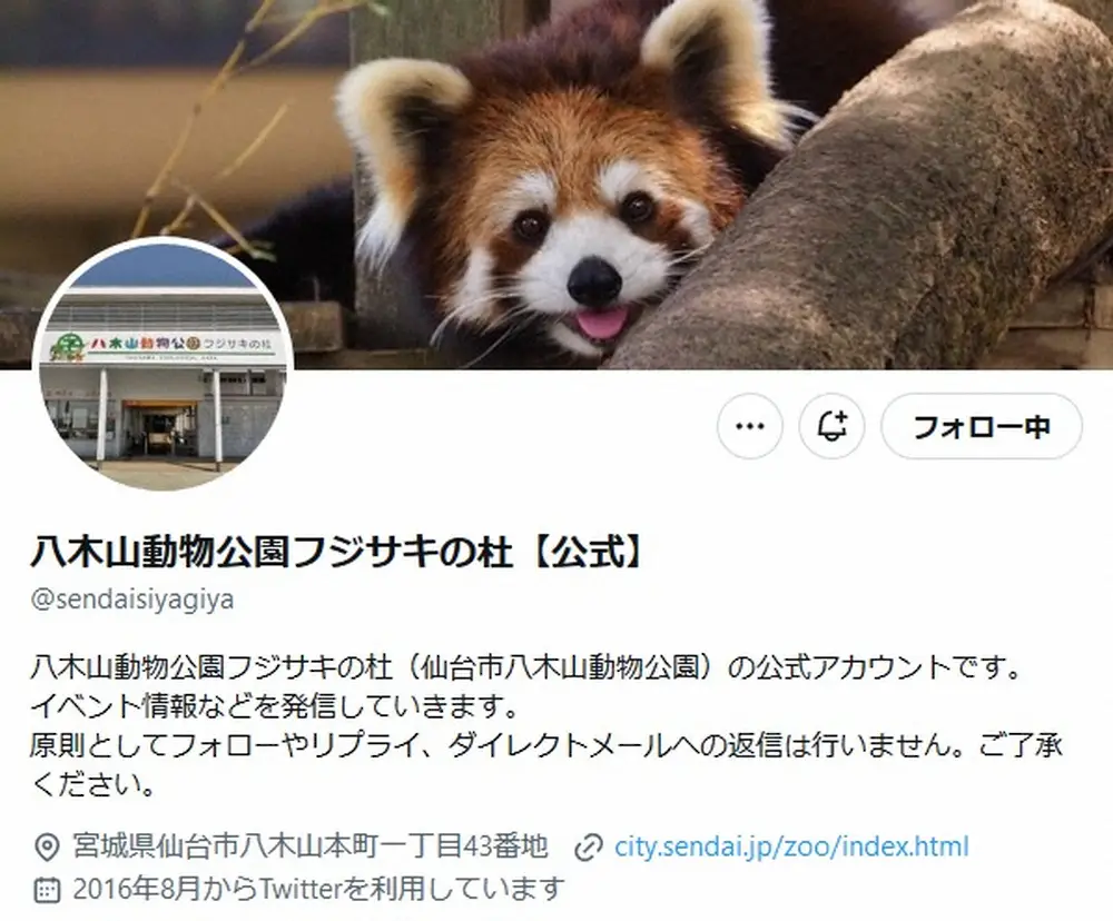 【画像・写真】八木山動物公園の“前科一犯”レッサーパンダ・ヤンヤンの“圧”に「めっちゃ見てる」「可愛い」の声