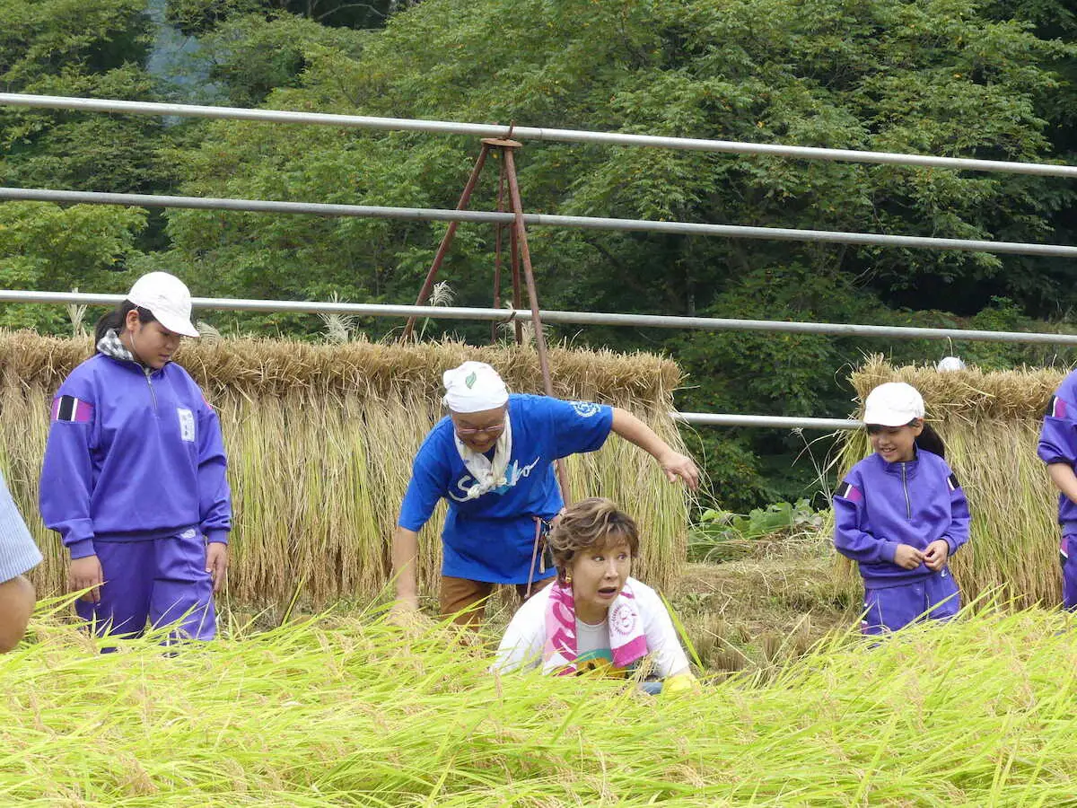 【画像・写真】小林幸子　新潟「小林幸子田」で恒例の稲刈り　泥だらけで「少しでも力に」