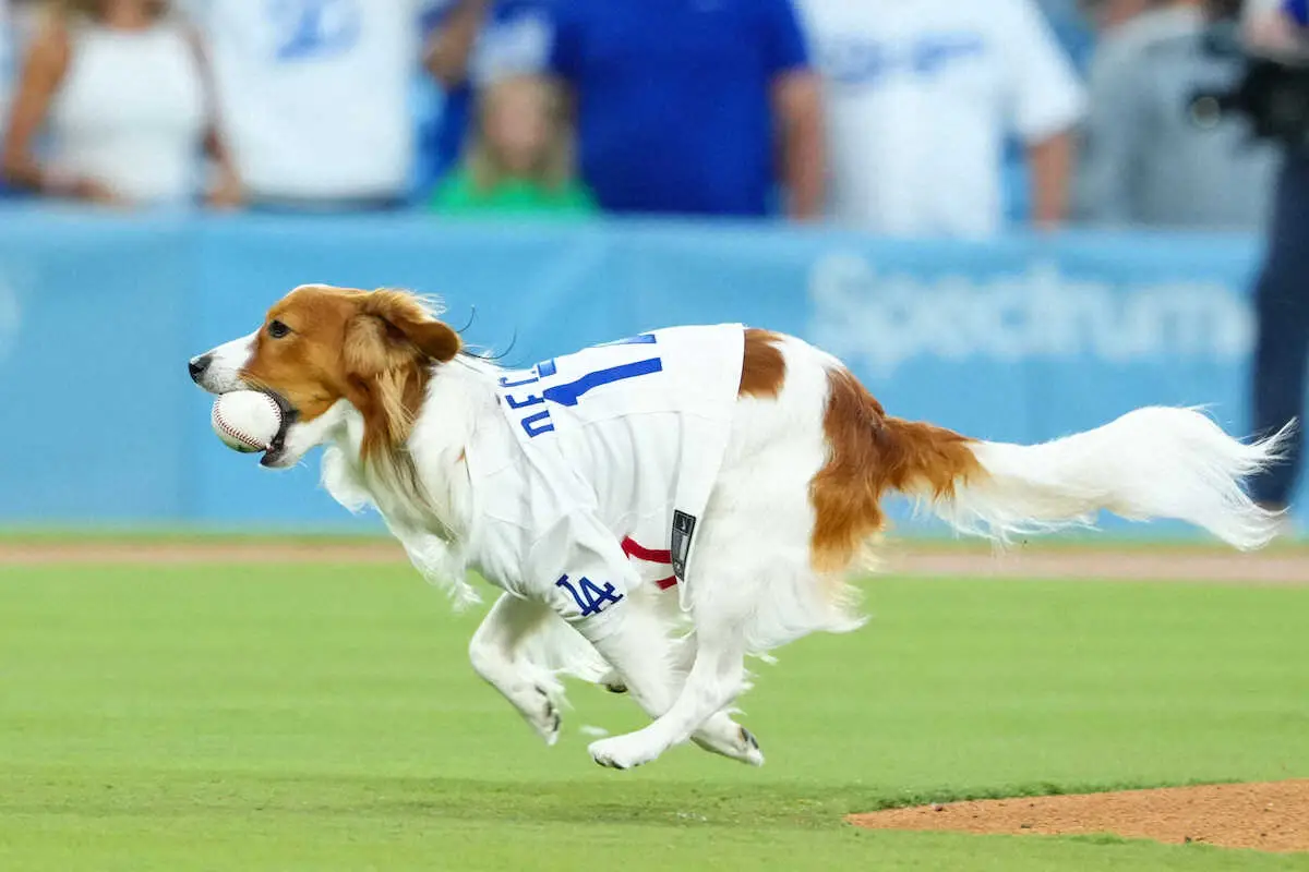 【画像・写真】大谷翔平の愛犬デコピン　最優秀始球式で1冠　米投球分析家が表彰　球場で用足した犬は不名誉な賞を受賞