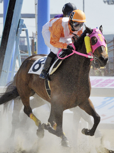 川崎でのデビュー戦、９頭中８着に終わった、ＪＲＡ１６年ぶりとなる女性騎手の藤田菜七子