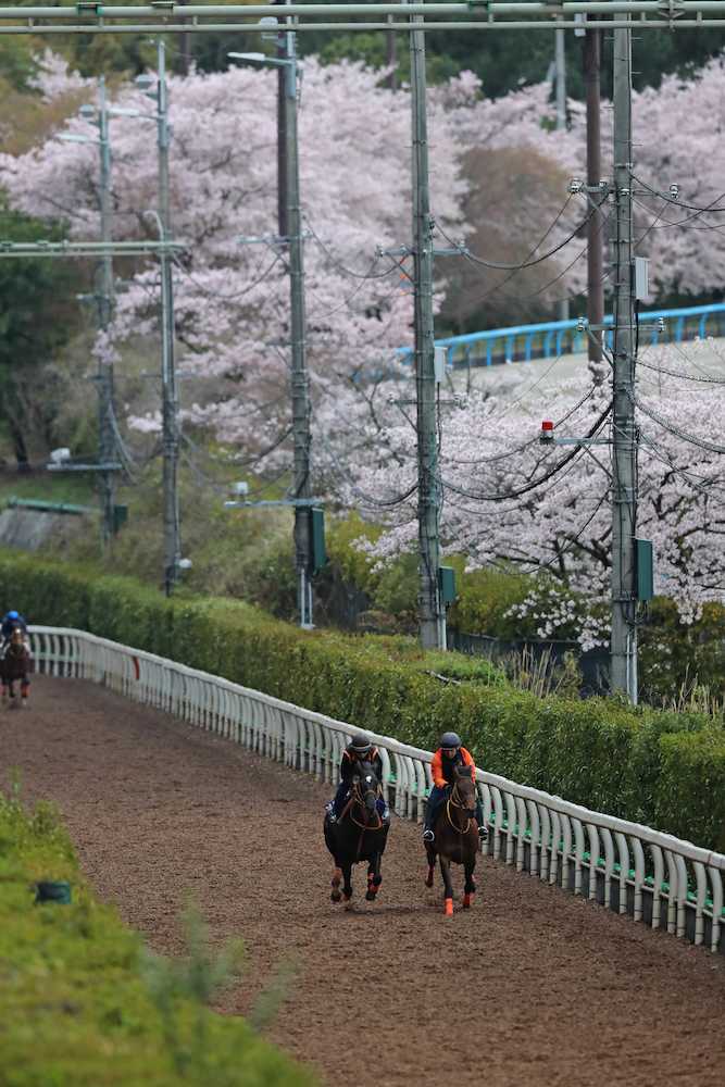 満開の桜並木をバックに、坂路を併せ馬で追い切られるファンディーナ（左）