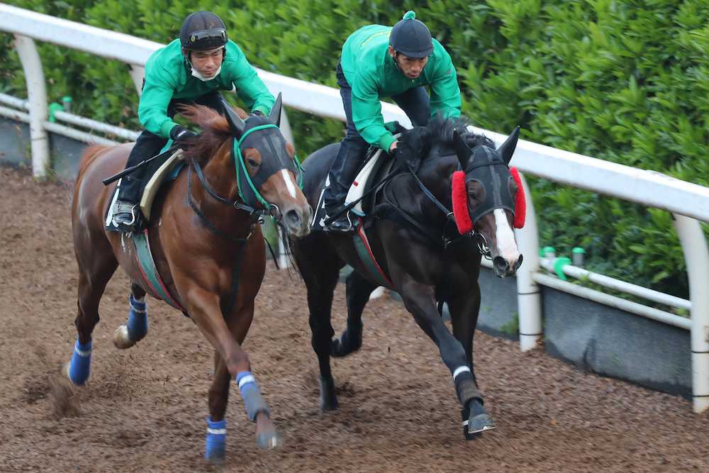 ＜日本ダービー２週前追い＞サンライズノヴァ（左）と、馬体を併せて坂路を駆け上がるダンビュライト