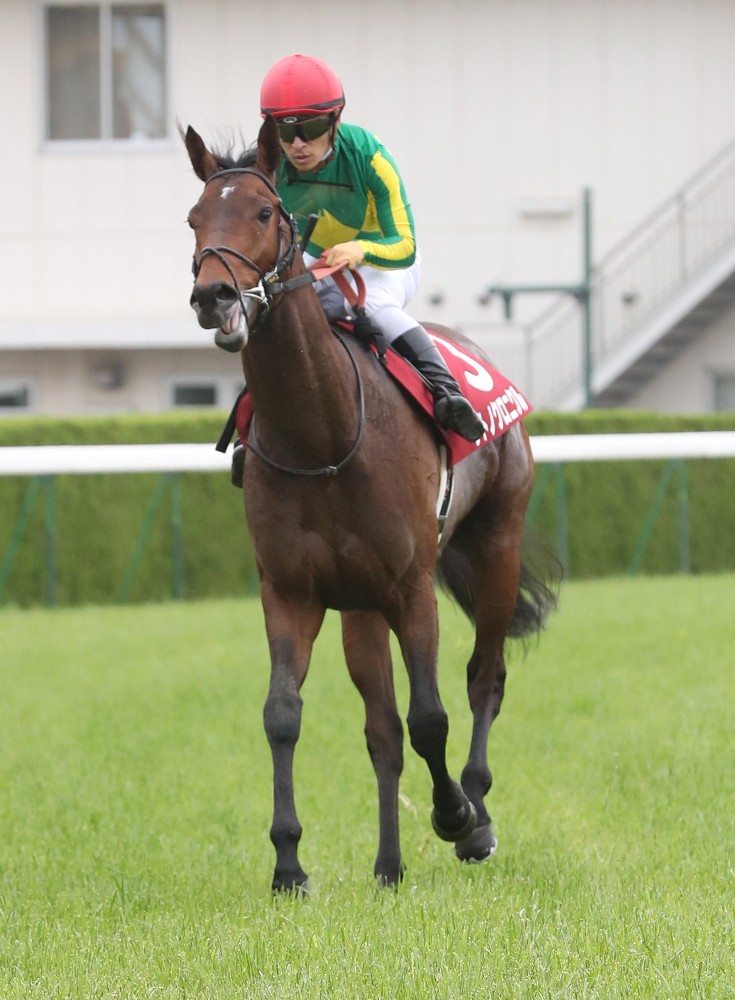 【ラジオＮＩＫＫＥＩ賞】秋の飛躍誓うサトノクロニクルは５枠６番