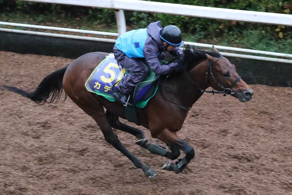 【天皇賞・秋】カデナ　しまい重点１２秒８「史上最高の出来」