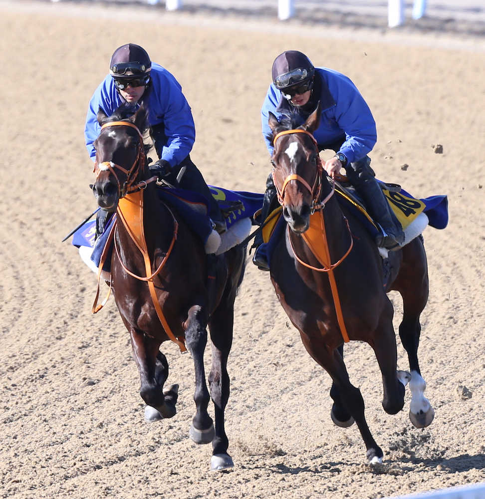 【有馬記念１週前追い】クラウン　びっしり１１秒５、出走決定