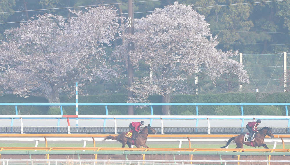 満開の桜を背に併せ馬で追い切るラッキーライラック（左）とフェルメッツァ
