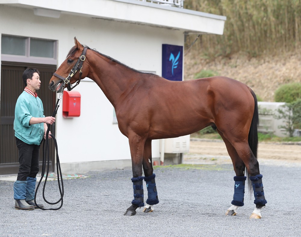 【皐月賞】ケイティクレバー７０点、牡馬だけにボリューム不足