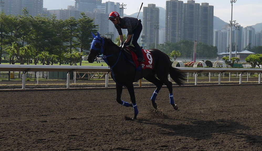 【香港カップ】１番人気グレーザー軽め調整、気配抜群