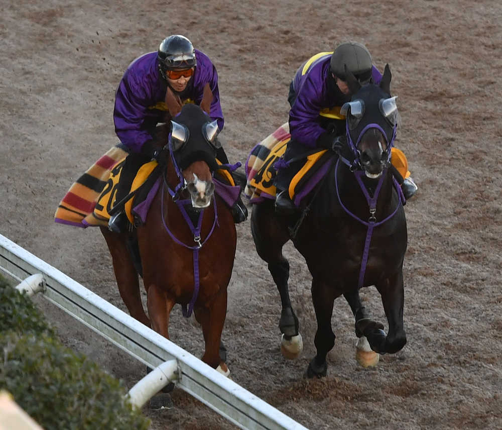 【中山金杯】マイネルサージュ、サラッとラスト１Ｆ１２秒７